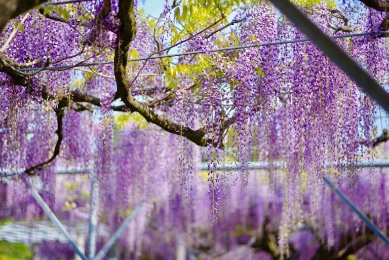 藤棚から垂れ下がる紫の藤の花