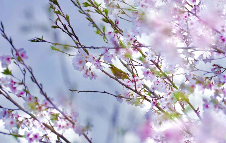 青空を背景にした桜の枝のアップ