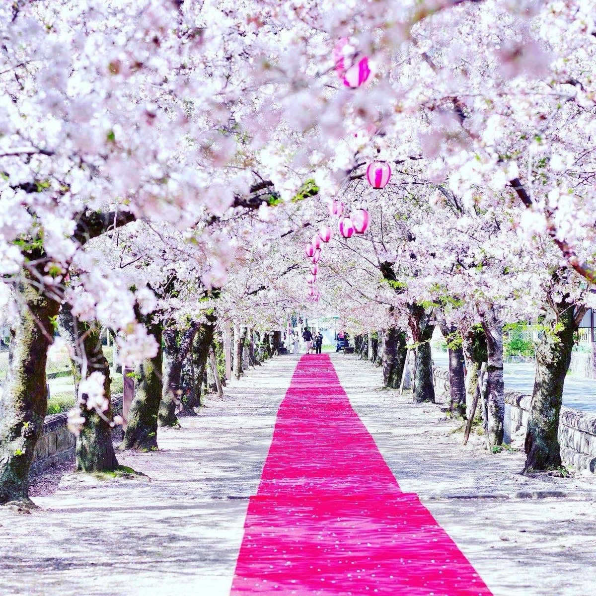 桜の季節の菊池神社参道。満開の桜並木と赤い道