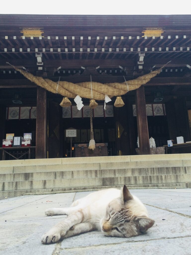 菊池神社の拝殿前で、のんびり寝そべる猫